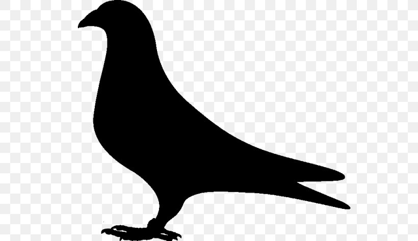 Pigeons And Doves Clip Art Fauna Silhouette Beak, PNG, 768x473px, Pigeons And Doves, Beak, Bird, California Sea Lion, Chicken As Food Download Free