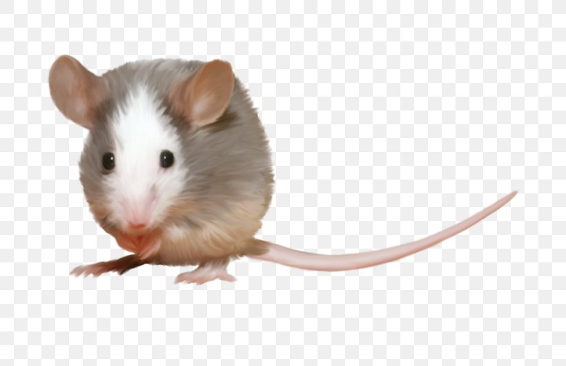 Computer Mouse Rat Hamster Rodent, PNG, 800x530px, Mouse, Animal, Computer Mouse, Fauna, Gerbil Download Free