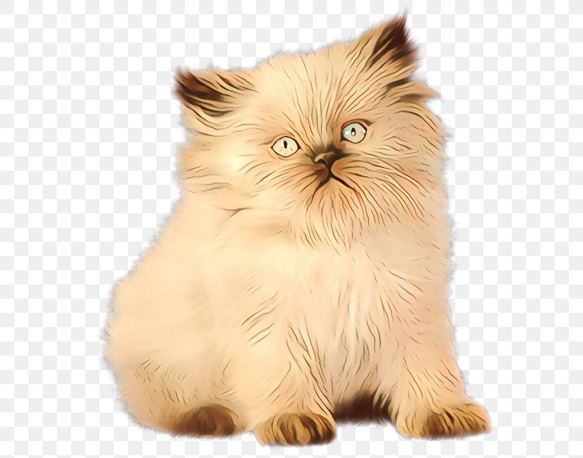 Asian People, PNG, 600x644px, Persian Cat, Asian, Asian Semilonghair, Birman, British Longhair Download Free