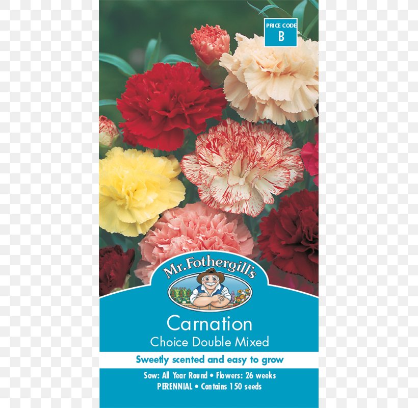 Carnation Flower Seed Blume Clove, PNG, 800x800px, Carnation, Blume, Clove, Cut Flowers, Floral Design Download Free