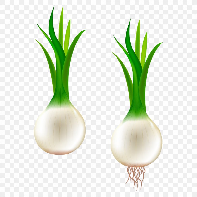 Scallion Potato Onion Blooming Onion Clip Art, PNG, 1000x1000px, Scallion, Blooming Onion, Carrot, Chopped Green Onions, Flowerpot Download Free