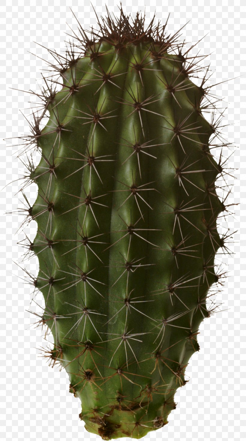 Cactaceae Cactus Garden Clip Art, PNG, 892x1600px, Cactaceae, Barbary Fig, Cactus, Cactus Garden, Caryophyllales Download Free