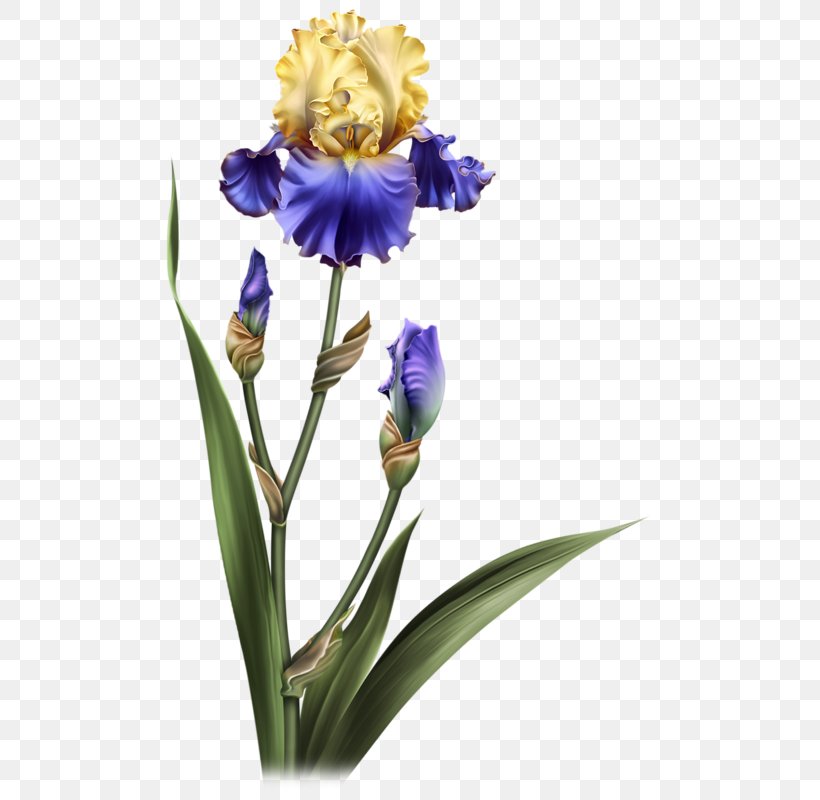 Clip Art Orris Root Flower Image Painting, PNG, 500x800px, 2018, Orris Root, Art, Birthday, Blog Download Free