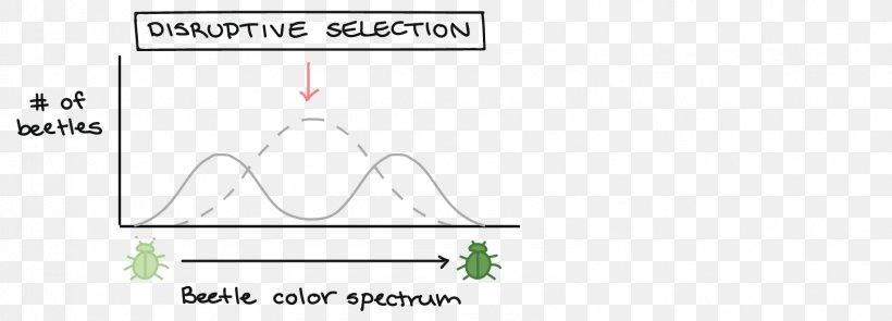 Directional Selection Natural Selection Diagram Stabilizing Selection Normal Distribution, PNG, 1583x571px, Directional Selection, Area, Brand, Chart, Diagram Download Free