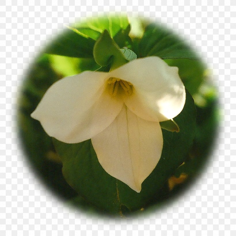 Great White Trillium Herbalism Elixir Therapy Herbaceous Plant, PNG, 833x833px, Great White Trillium, Birthroots, Elixir, Fiber, Flower Download Free