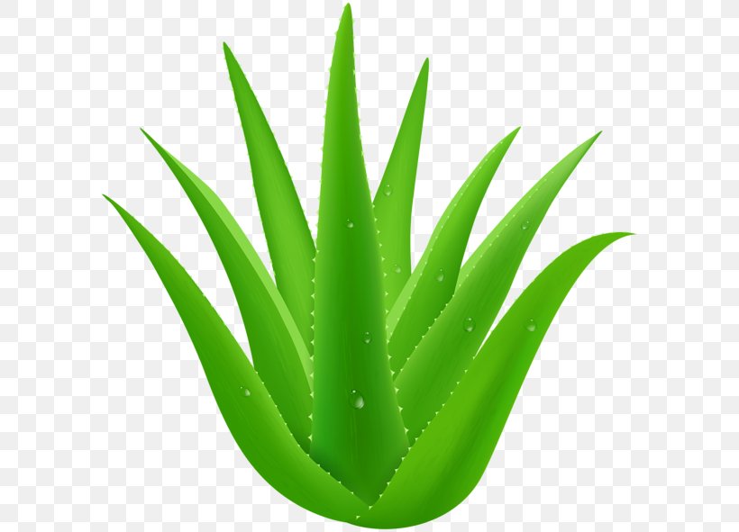 Aloe Vera Plant Clip Art, PNG, 600x591px, Aloe Vera, Aloe, Argan, Flowerpot, Grass Download Free