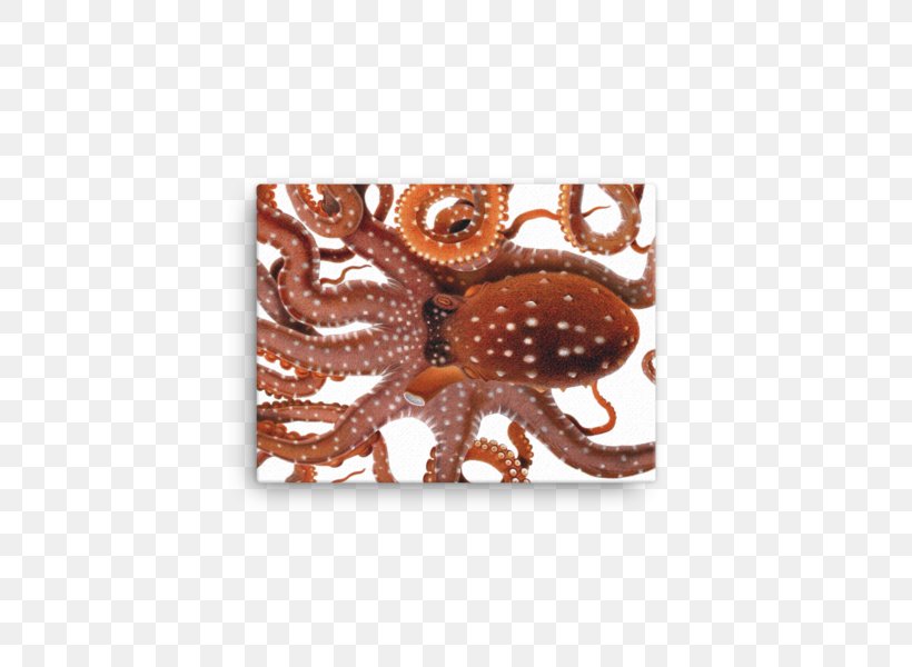 Octopus Cephalopod Botanical Illustration Drawing, PNG, 600x600px, Octopus, Amphioctopus Marginatus, Argonaut, Art, Botanical Illustration Download Free