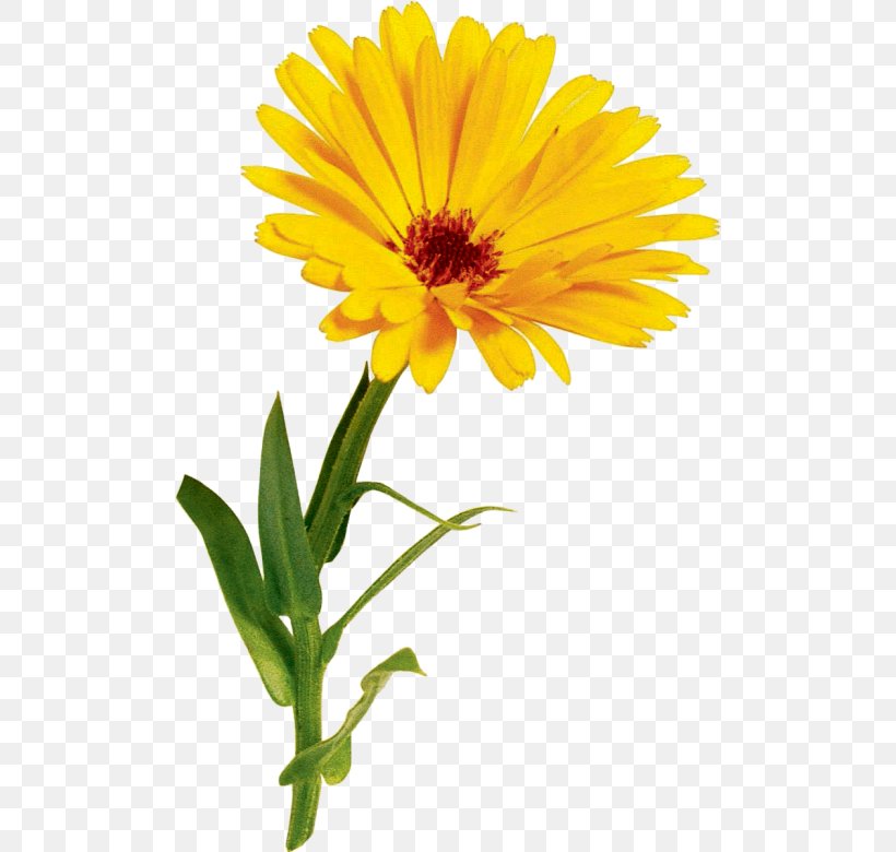 Oxeye Daisy Crown Daisy Marguerite Daisy こみちの花 Sunflower Seed, PNG, 500x780px, Oxeye Daisy, Annual Plant, Calendula, Chrysanthemum Coronarium, Common Daisy Download Free