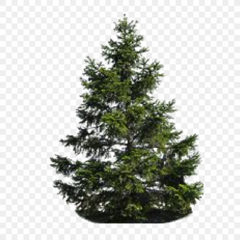 Pine Tree Fir, PNG, 1000x1000px, Pine, Architectural Rendering, Christmas Decoration, Christmas Ornament, Christmas Tree Download Free