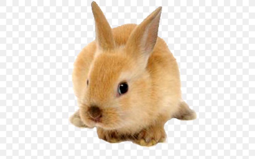 Domestic Rabbit Hare Dog, PNG, 528x510px, Domestic Rabbit, Diagram, Dog, Fauna, Fur Download Free