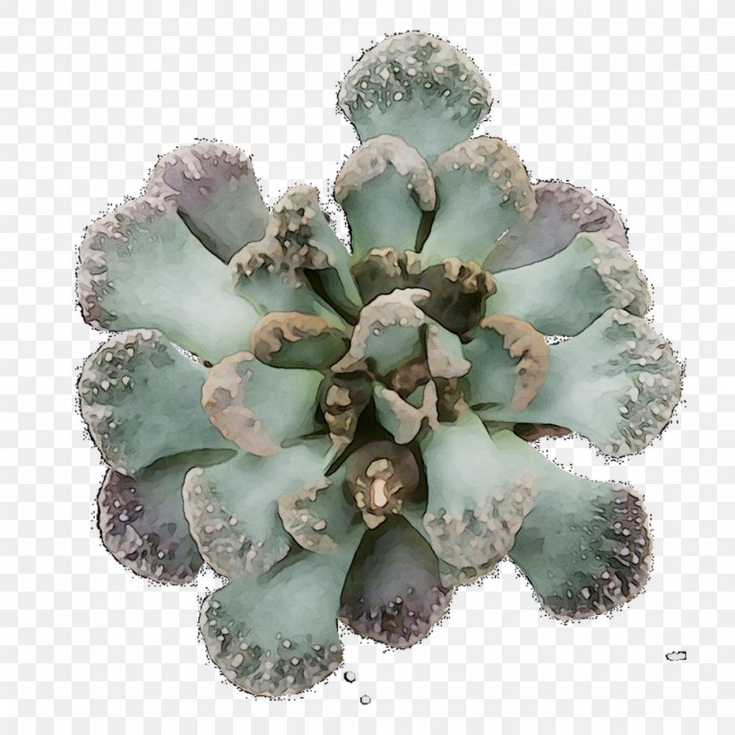 Flower, PNG, 1016x1016px, Flower, Agave, Echeveria, Mineral, Plant Download Free