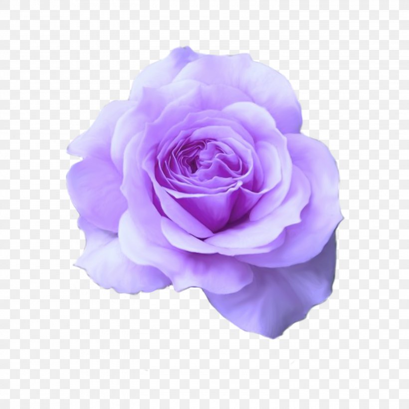 Hybrid Tea Rose Mum In A Million Bare Root Flower, PNG, 3000x3000px, Rose, Bare Root, Cut Flowers, Floribunda, Flower Download Free