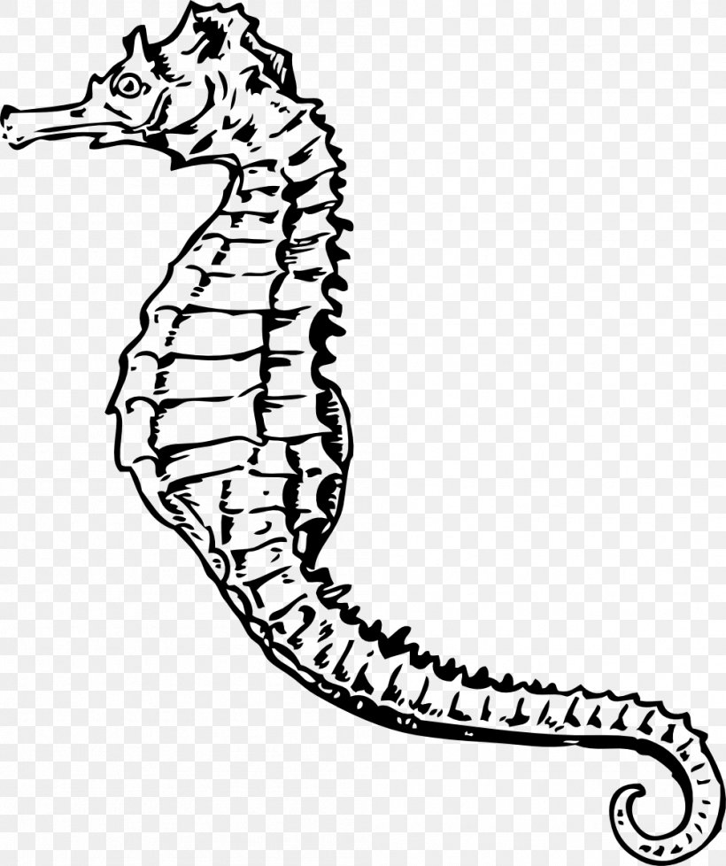 Seahorse Download Clip Art, PNG, 999x1192px, Seahorse, Area, Artwork, Black And White, Drawing Download Free