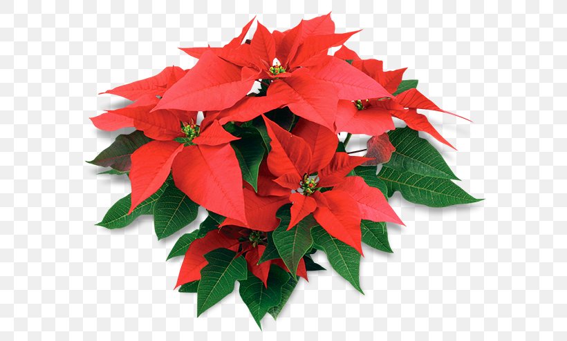 Poinsettia Houseplant Flower Christmas, PNG, 600x494px, Poinsettia, Annual Plant, Bud, Christmas, Christmas Plants Download Free