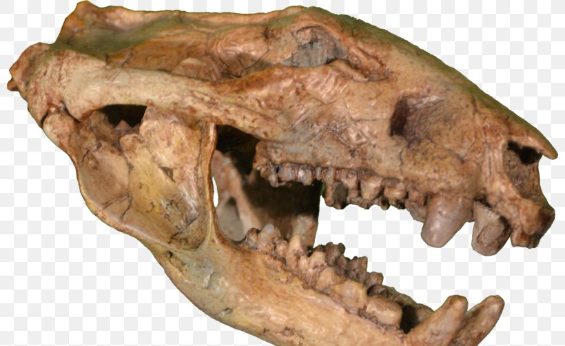 Rocky Mountain Dinosaur Resource Center Hell Creek Formation Late Cretaceous Tyrannosaurus Didelphodon, PNG, 800x502px, Hell Creek Formation, Bite Force Quotient, Bone, Cretaceous, Didelphodon Download Free