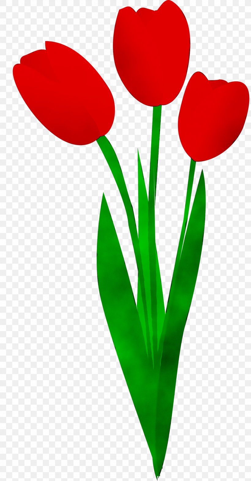 Tulip Clip Art Plant Stem Cut Flowers Petal, PNG, 1391x2662px, Tulip, Coquelicot, Cut Flowers, Flower, Heart Download Free
