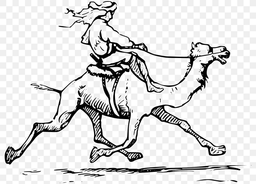Camel Drawing Pictured Palestine Clip Art, PNG, 800x590px, Camel, Arm, Art, Artwork, Black And White Download Free