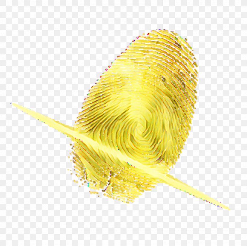 Feather Beak, PNG, 1600x1600px, Feather, Beak, Commodity, Organism, Yellow Download Free