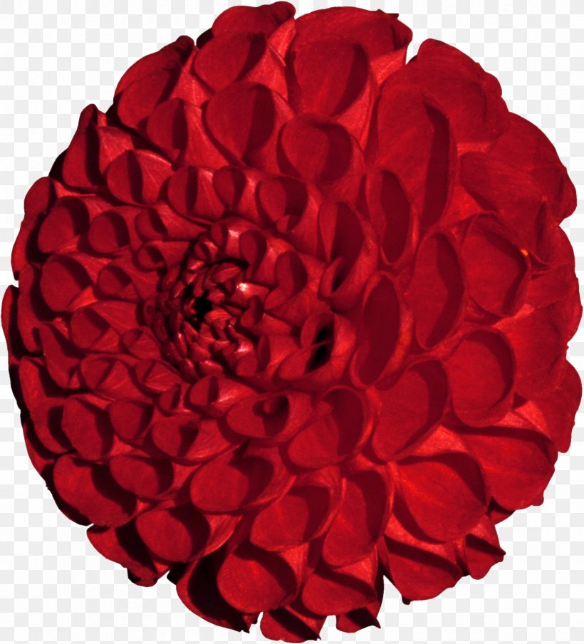 Garden Roses 世紀在迴眸: 北美華文作家短篇小說集 Floristry Red, PNG, 1689x1864px, Garden Roses, Cut Flowers, Dahlia, Floristry, Flower Download Free