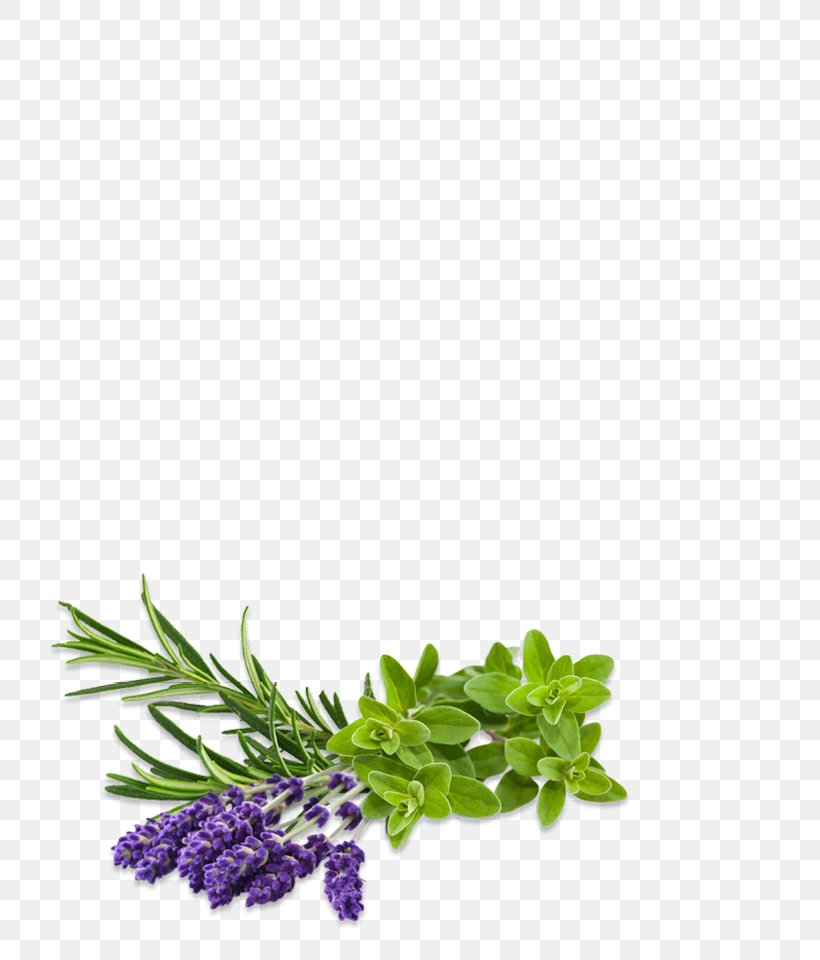 Herbalism Seed Marjoram Alternative Health Services, PNG, 762x960px, Herb, Alternative Health Services, Herbal, Herbalism, Leaf Vegetable Download Free
