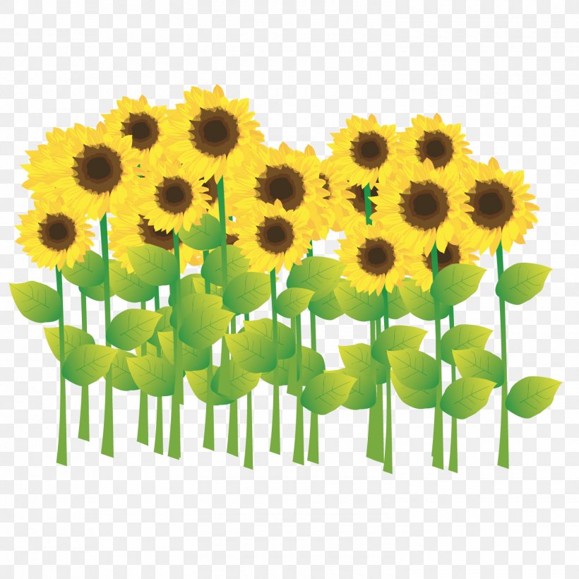 Common Sunflower Drawing Illustration, PNG, 1500x1501px, Common Sunflower, Cartoon, Daisy Family, Designer, Drawing Download Free