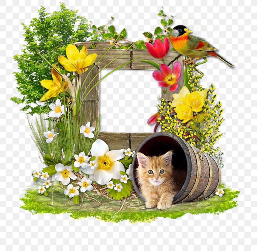 Floral Design Cat Cut Flowers Blog, PNG, 800x800px, Floral Design, Blog, Cat, Common Ivy, Cut Flowers Download Free