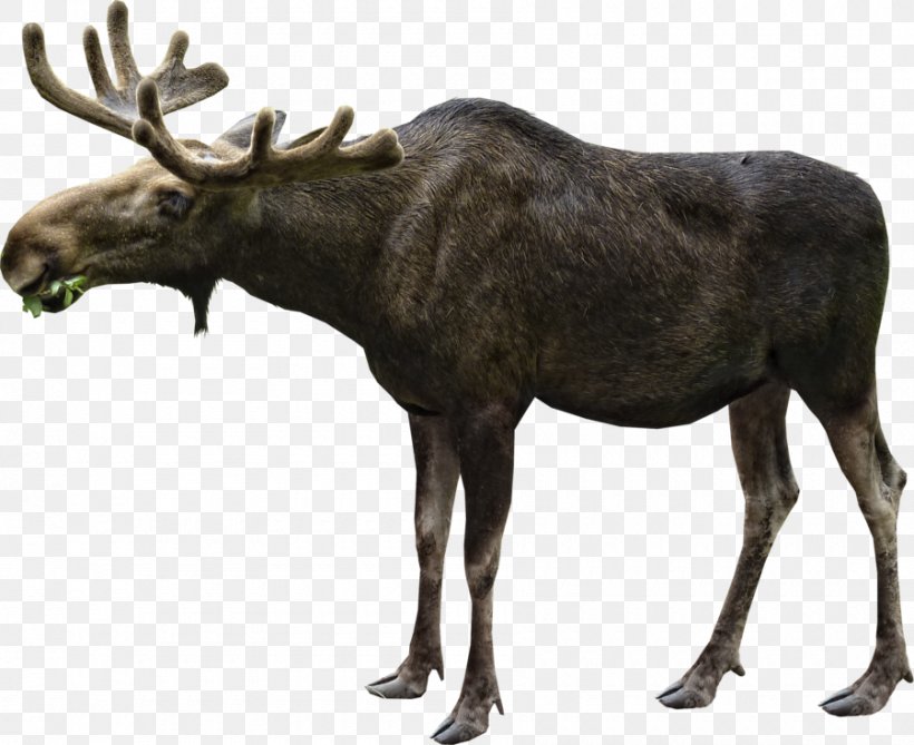 Moose Elk White-tailed Deer Hunting, PNG, 900x735px, Moose, American Black Bear, Antler, Deer, Elk Download Free