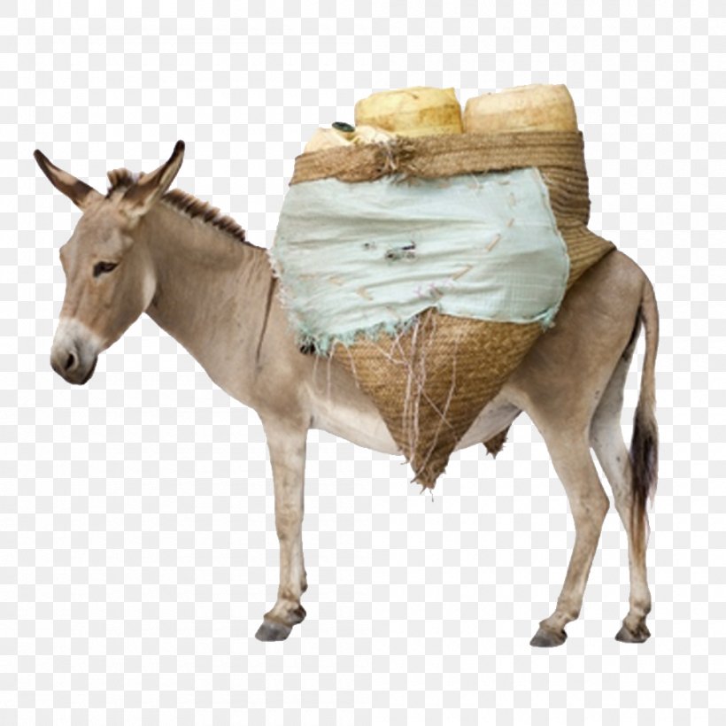 Mule Horse Cattle Donkey Stock Photography, PNG, 1000x1000px, Mule, Bridle, Cattle, Donkey, Drawing Download Free