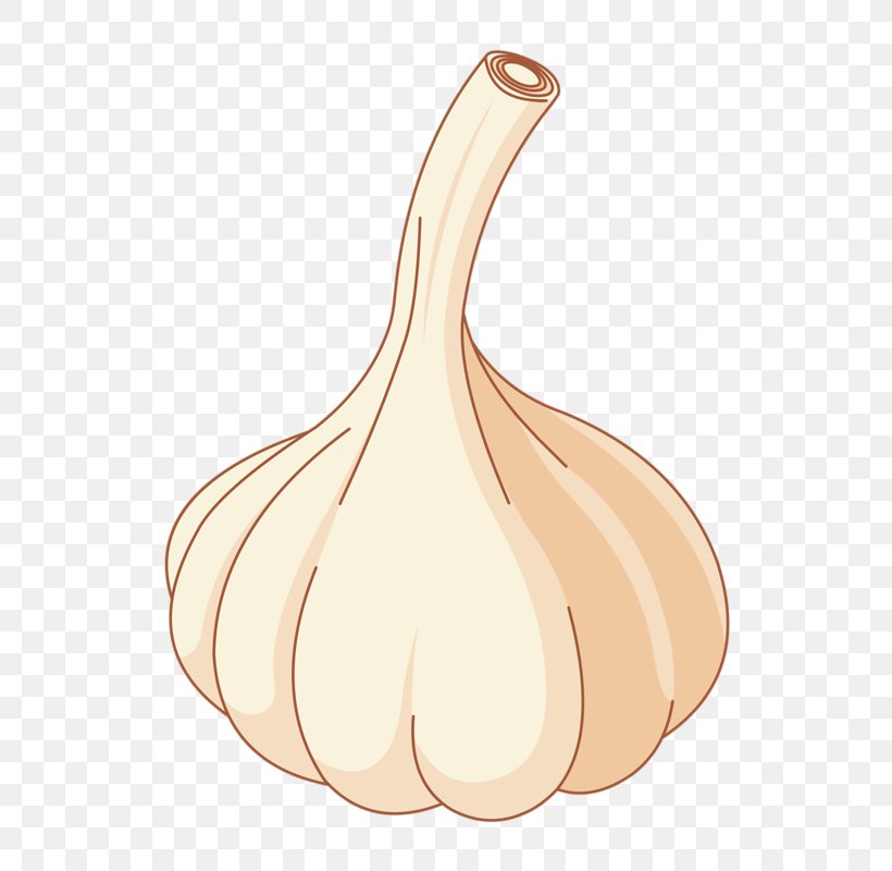 Shallot Download Computer File, PNG, 800x800px, Shallot, Designer, Food, Garlic, Meat Download Free