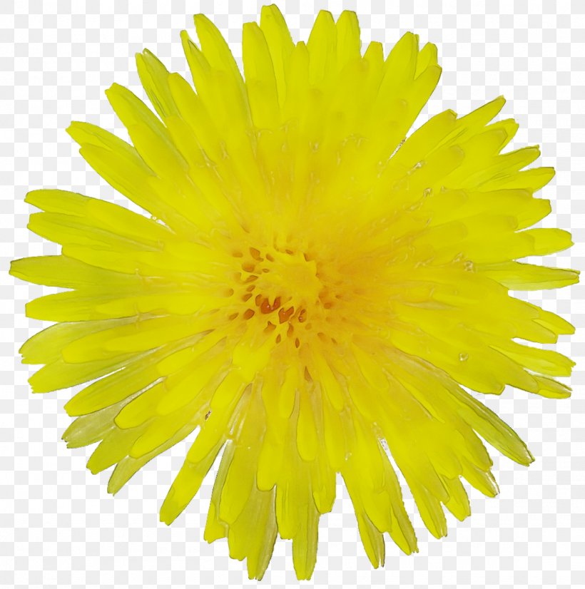 Stock Photography Illustration Flower Dandelion Vector Graphics, PNG, 1152x1161px, Stock Photography, Art, Chrysanths, Coltsfoot, Daisy Family Download Free