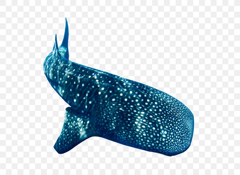 Whale Shark Donsol Scuba Diving Cetacea, PNG, 600x600px, Shark, Aqua, Blue, Cartilaginous Fish, Cetacea Download Free