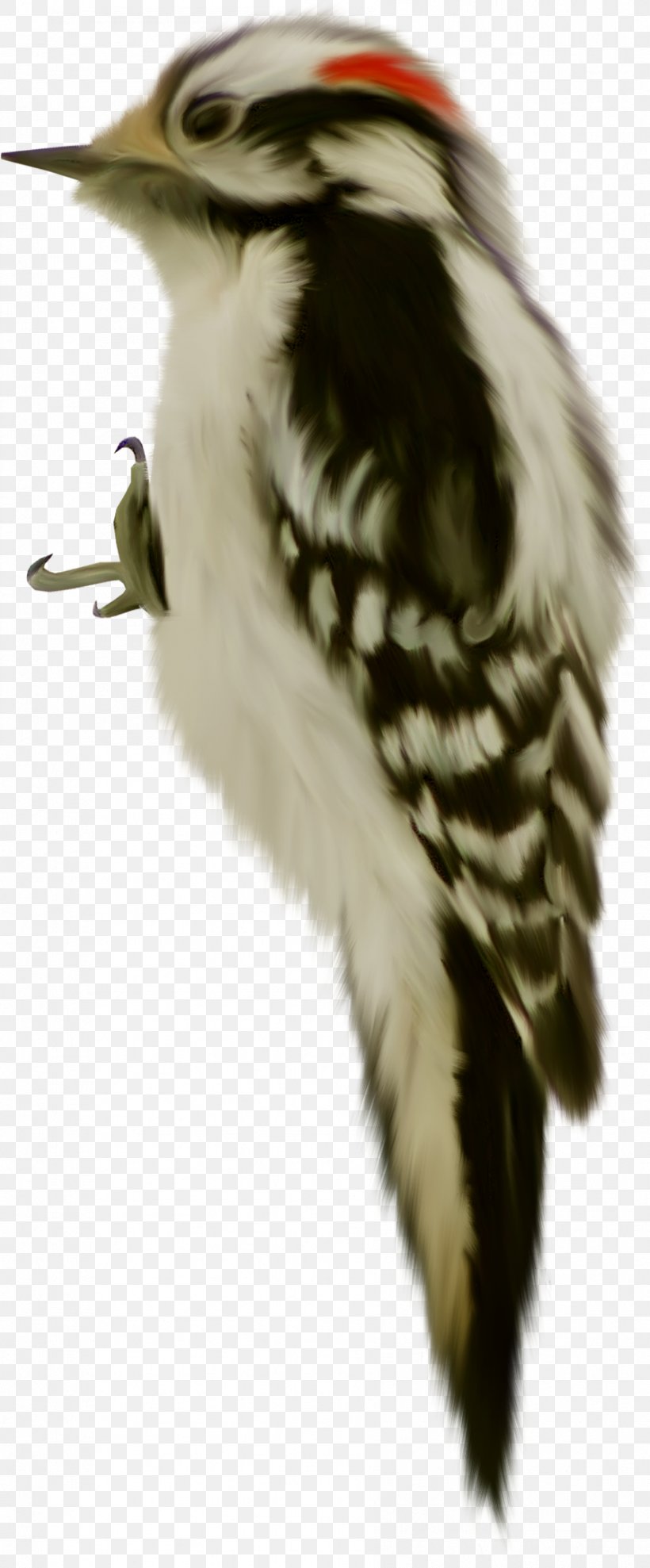 Bird Dendrocopos Animal Clip Art, PNG, 893x2154px, Bird, Animal, Beak, Blog, Dendrocopos Download Free