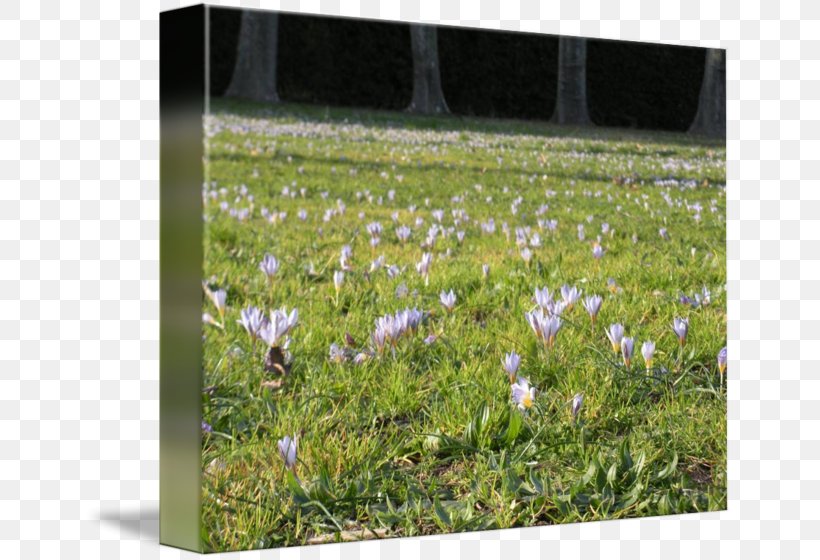 Groundcover Wildflower Flowering Plant Lavender Plants, PNG, 650x560px, Groundcover, Field, Flora, Flower, Flowering Plant Download Free