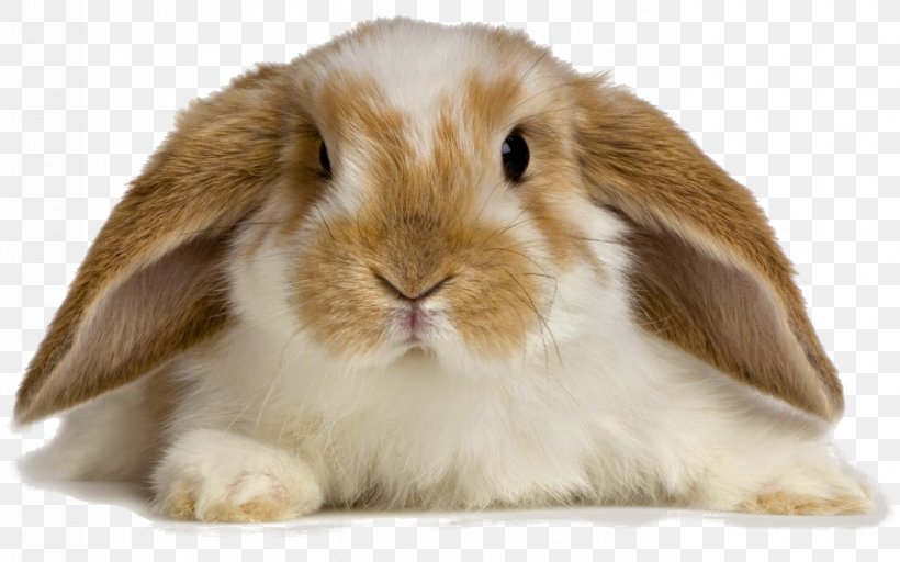 Holland Lop Angora Rabbit Pet Sitting Domestic Rabbit, PNG, 1364x852px, Holland Lop, Angora Rabbit, Animal, Caring For Your Rabbit, Cat Litter Trays Download Free