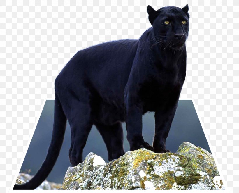 Leopard Jaguar Panther Cougar Cat, PNG, 954x768px, Leopard, Animal, Big Cats, Black Cat, Black Panther Download Free