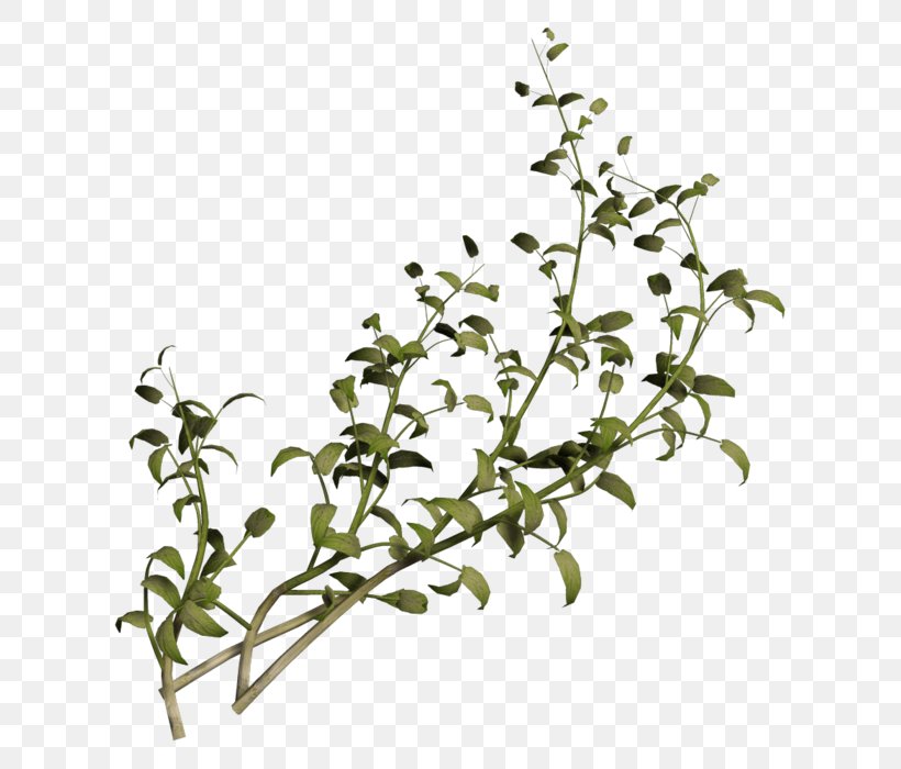 Plant Stem Advertising Shrub Flower, PNG, 700x700px, 2016, Plant Stem, Advertising, Animal, Animation Download Free