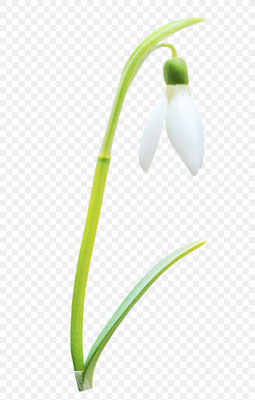 Snowdrop Galanthus Flower Plant Summer Snowflake, PNG, 2300x3600px, Watercolor, Amaryllis Family, Flower, Galanthus, Paint Download Free