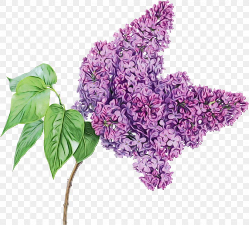 Flower Lilac Plant Lilac Purple, PNG, 965x870px, Watercolor, Buddleia, Cut Flowers, Flower, Leaf Download Free