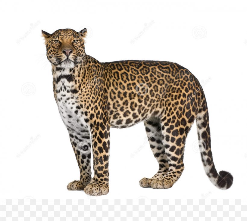 Leopard Collins English Dictionary Jaguar Book, PNG, 1300x1165px, Leopard, Big Cats, Book, Carnivoran, Cat Like Mammal Download Free