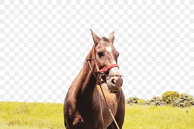 Mare Mustang Stallion Bridle Rein, PNG, 3000x2000px, Mare, Bridle, Ecoregion, Foal, Grass Download Free