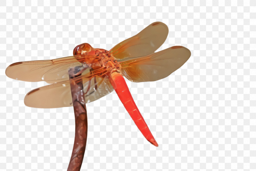 Orange, PNG, 2448x1632px, Insect, Dragonflies And Damseflies, Dragonfly, Orange, Pest Download Free