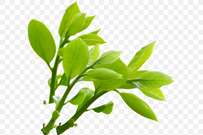 Clip Art Nature Image Transparency, PNG, 600x544px, Nature, Basil, Herb, Leaf, Leaf Vegetable Download Free