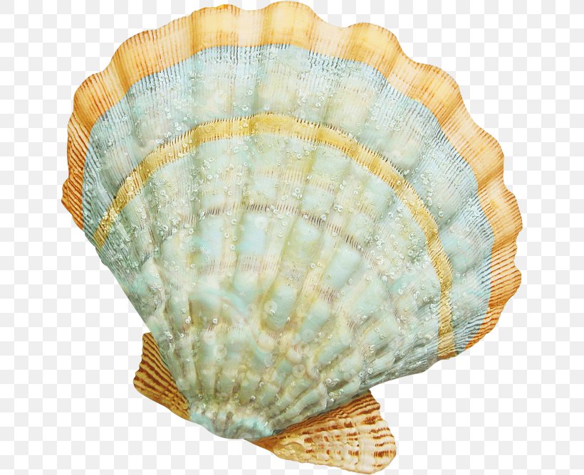 Seashell Cockle Clip Art, PNG, 650x668px, Seashell, Beach, Beach Of La Concha, Clam, Clams Oysters Mussels And Scallops Download Free