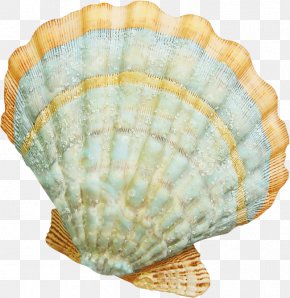 Clam Scallop Nantucket Seashell Cockle, PNG, 1400x1243px, Nantucket ...