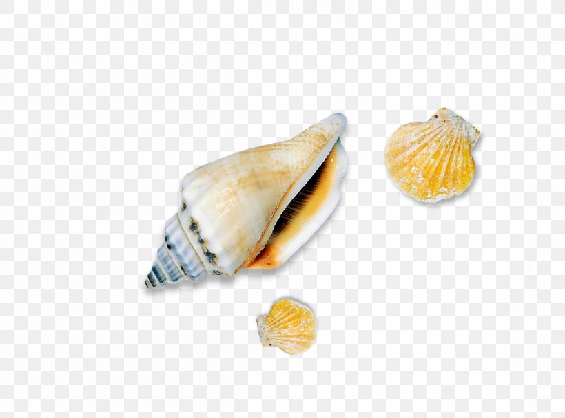 Seashell Conch Sea Snail, PNG, 1154x856px, Seashell, Beach, Clam, Conch, Conchology Download Free