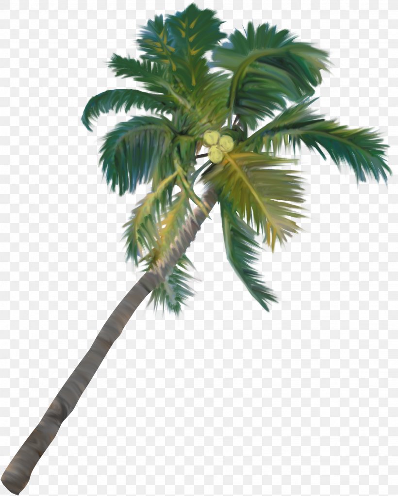 Tree Arecaceae Plant Clip Art, PNG, 1847x2306px, Tree, Arecaceae, Arecales, Asian Palmyra Palm, Borassus Flabellifer Download Free