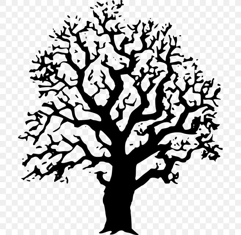 Tree Black And White Oak Drawing Clip Art, PNG, 697x800px, Tree, Art, Black And White, Branch, Color Download Free