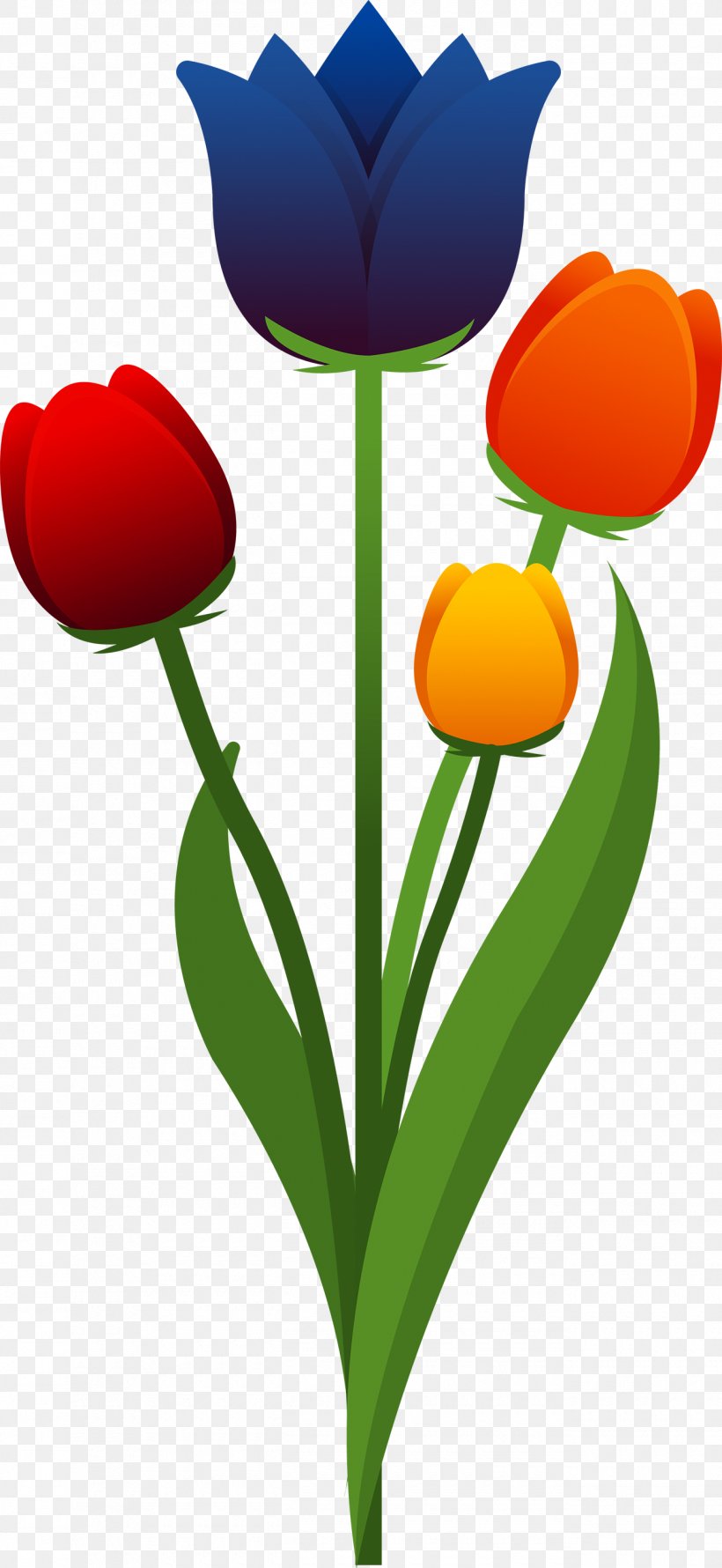 Tulip Flower, PNG, 1300x2822px, Tulip, Flower, Flowering Plant, Gratis, Heart Download Free