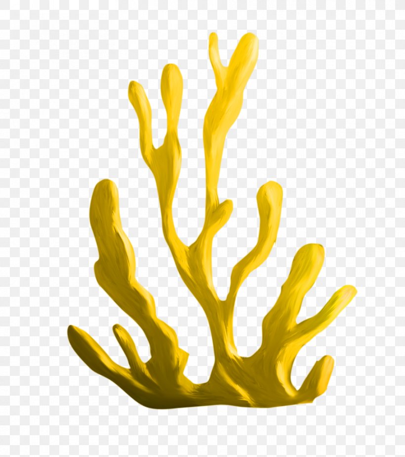 Algae Coral Download Clip Art, PNG, 908x1024px, Algae, Coral, Coral Reef, Hand, Organism Download Free
