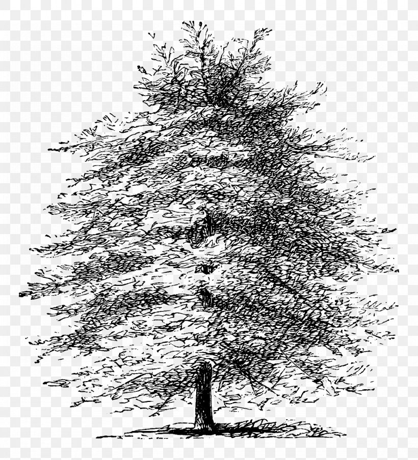 Mediterranean Cypress Tree Pine Etching Drawing, PNG, 1178x1300px, Mediterranean Cypress, Black And White, Branch, Christmas Tree, Conifer Download Free